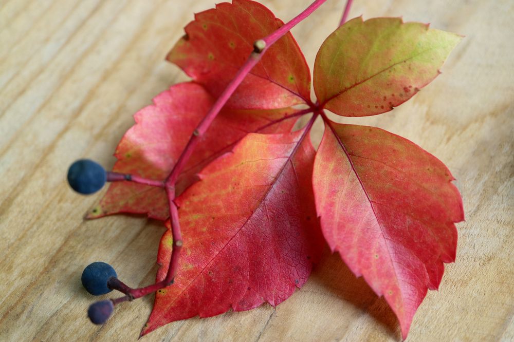 Red Leaves With Berries