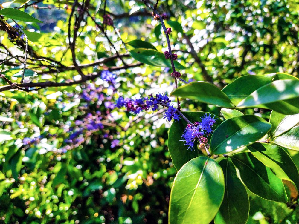 Photograph by Thisaru Dharmasri
