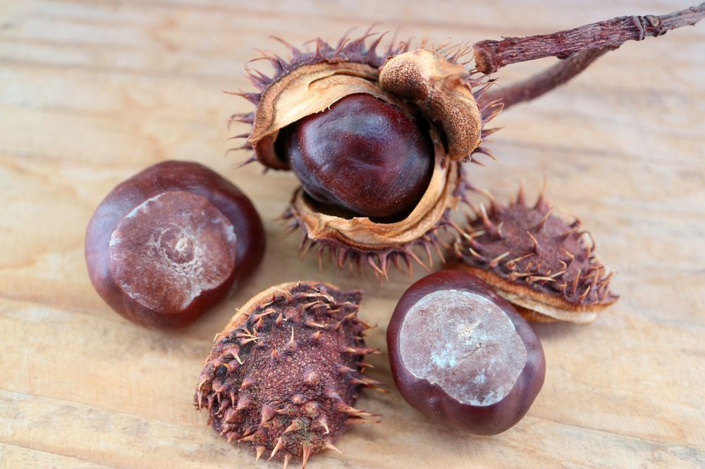 Chestnuts With Shells