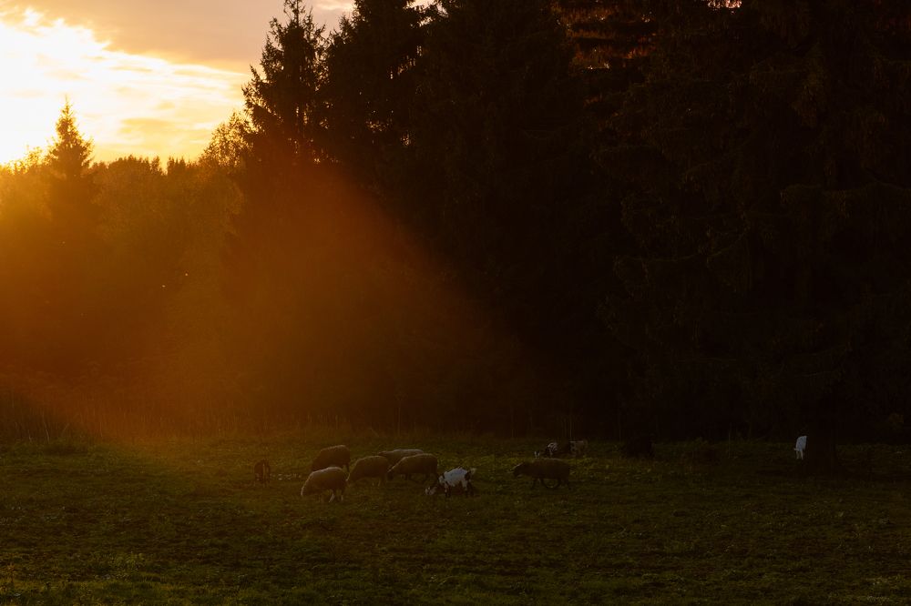 Фотография автора Екатерина Лапаева