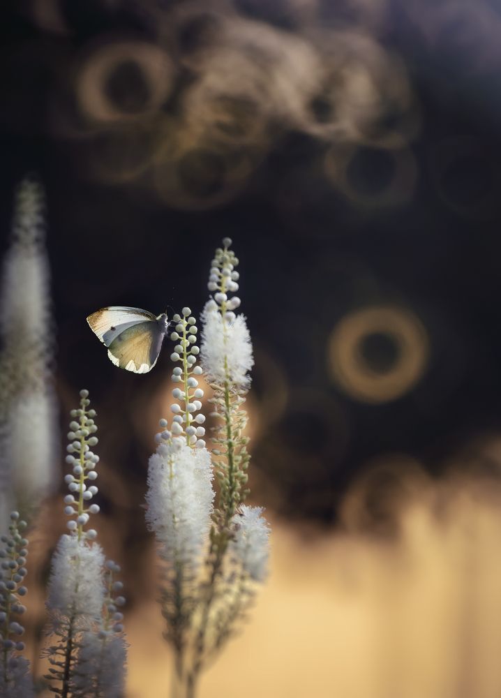 Photograph by Полина Васеева