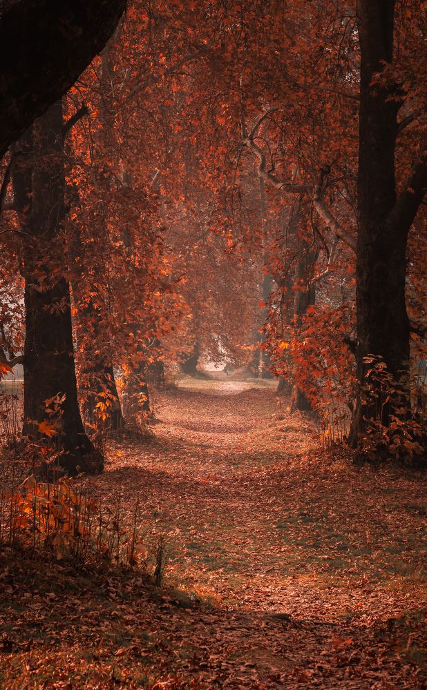 Фотография автора Basit nisar