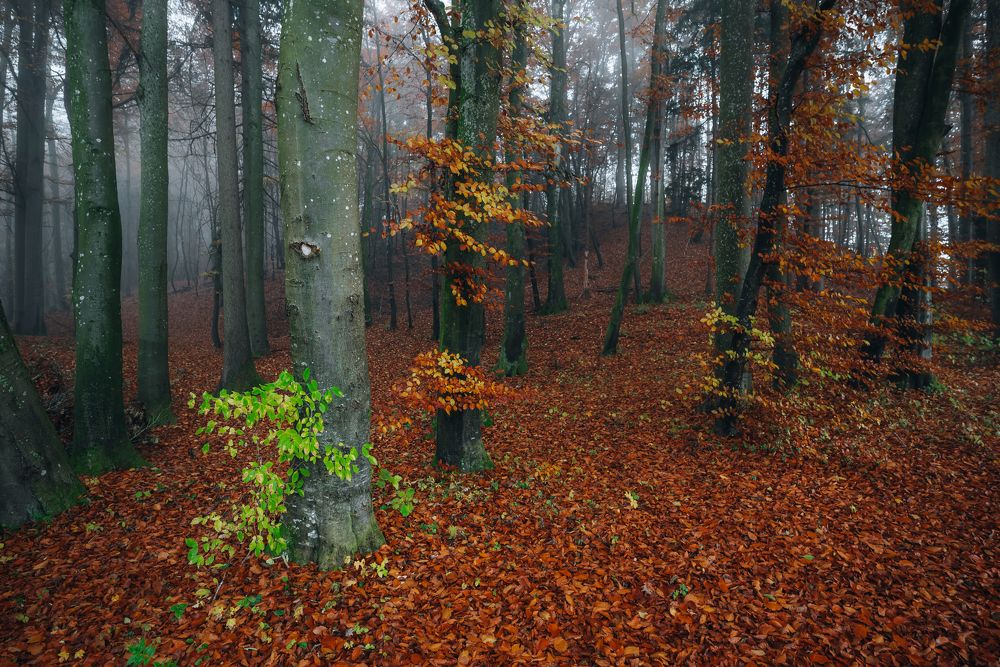 Фотография автора Kristijan Males