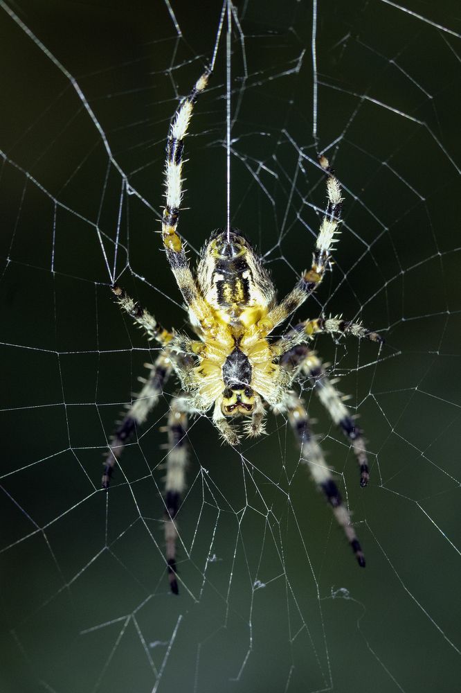 Photograph by Дериглазова Марина Владимировна