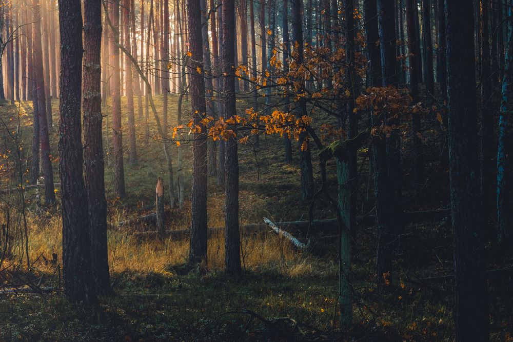 Photograph by Dariusz Budyta