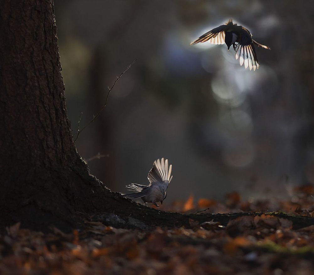 Осенний полёт