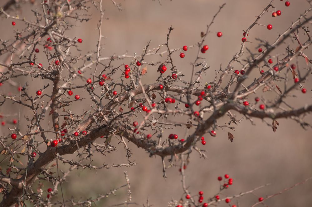 Жертва / Victim