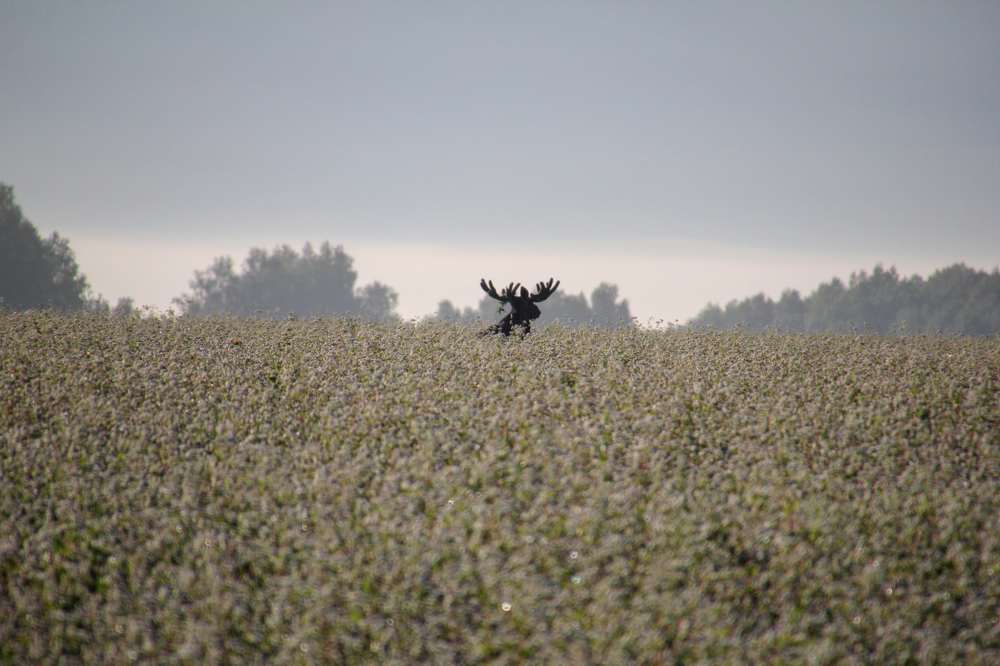 Photograph by Алексей Изюмов