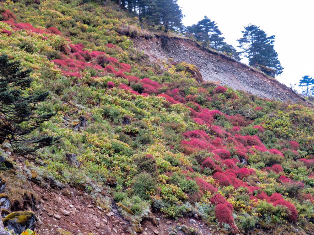 Photograph by Susmita Paul