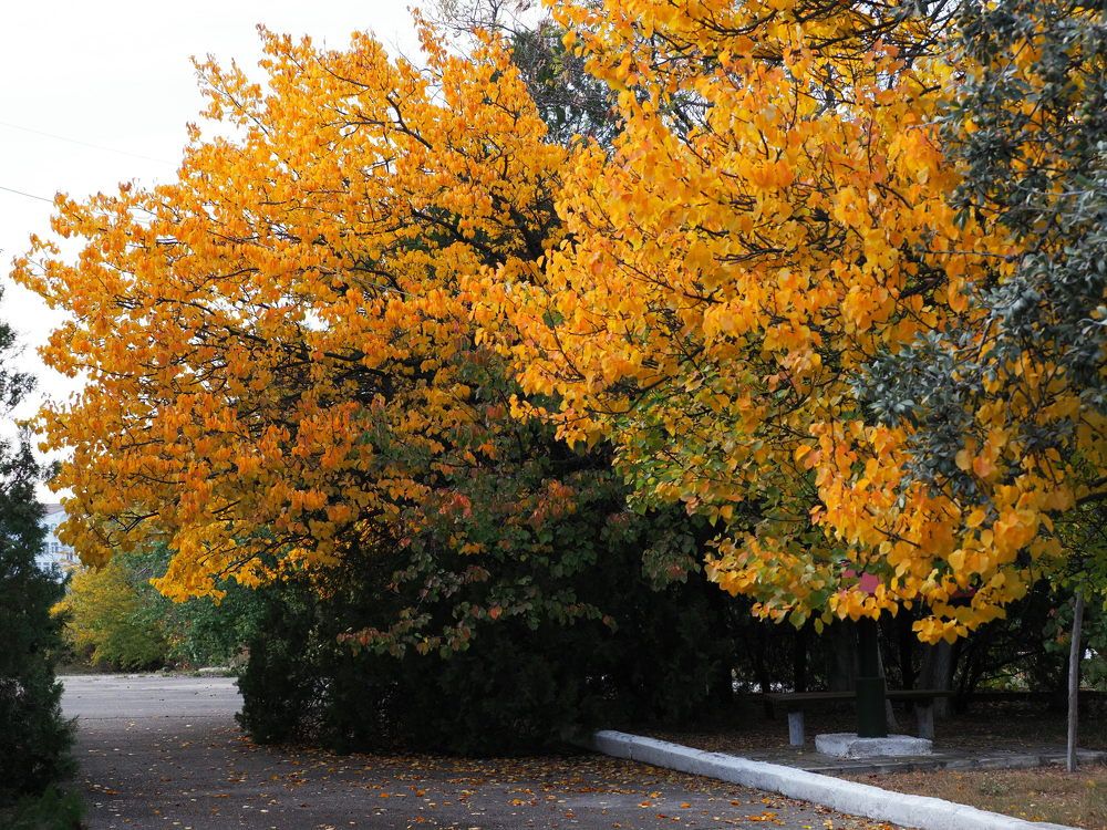 Photograph by Сергей Борисов