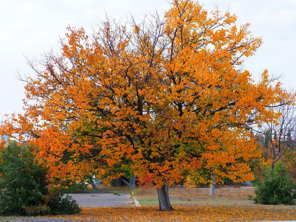 Photograph by Сергей Борисов