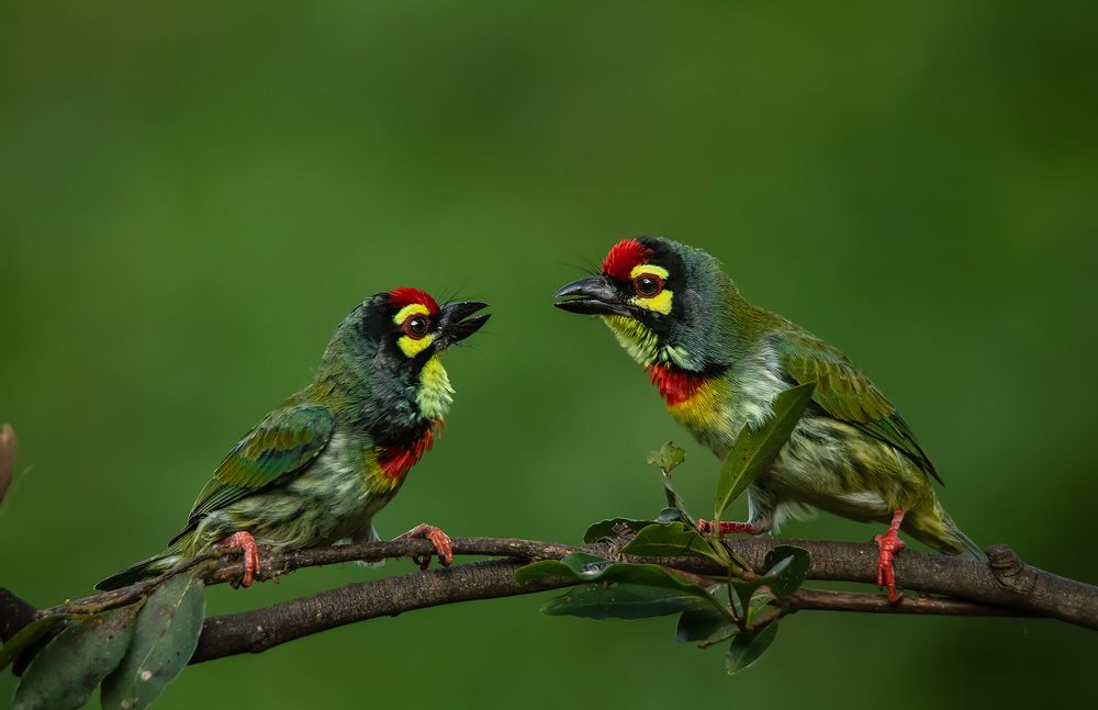 Coppersmith Barbet