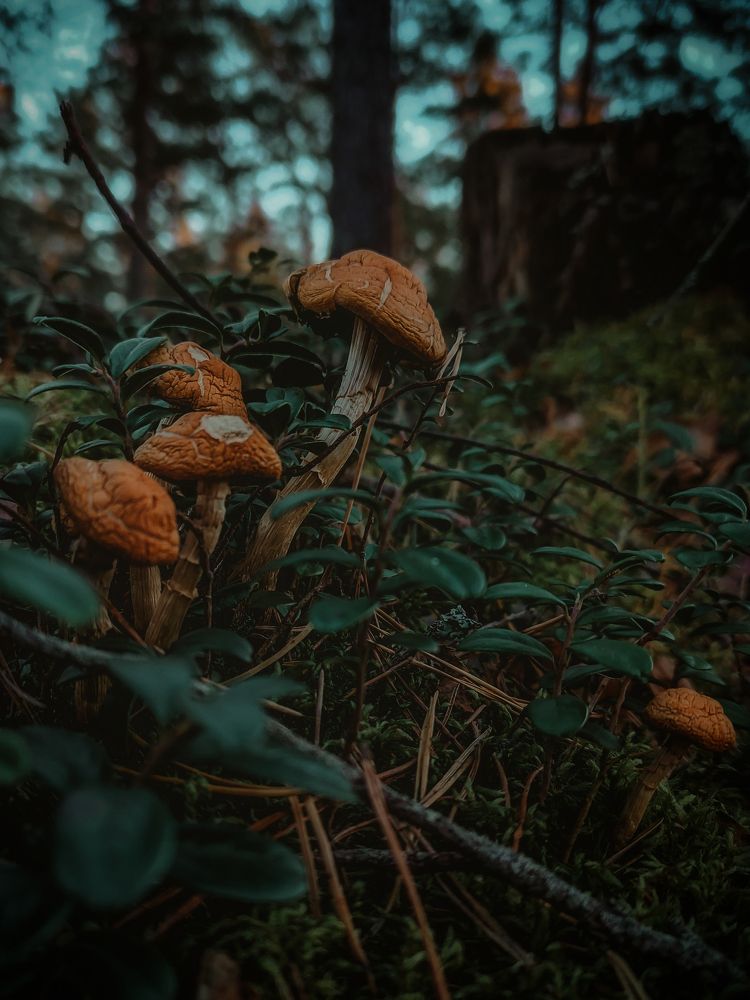 Photograph by Алёна Шматова