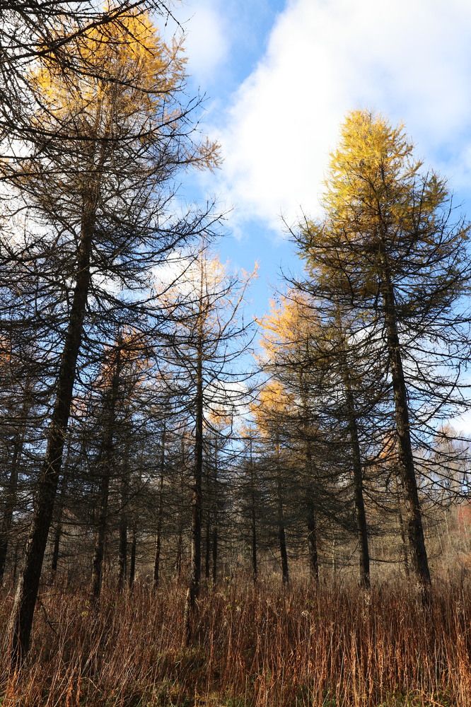 Фотография автора Татьяна Свистулина