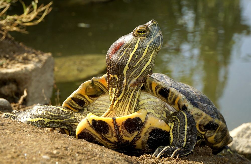 Photograph by Ави Христова