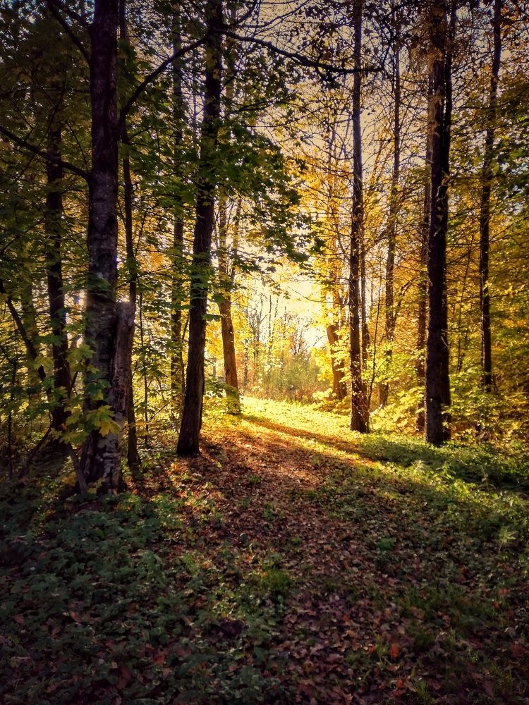 Тайна солнечного леса.