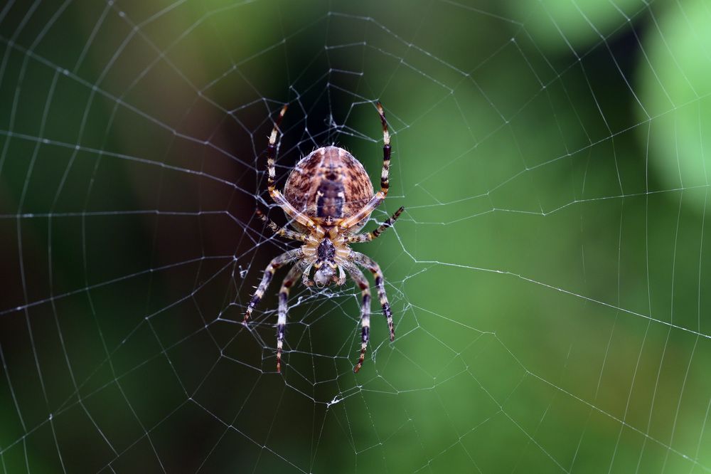 Photograph by Алексей Гордеев