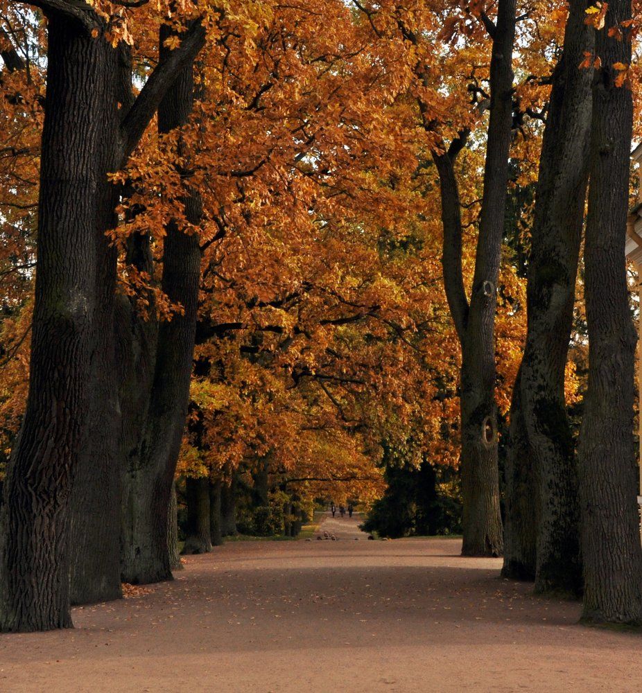 Фотография автора Елена Лицис