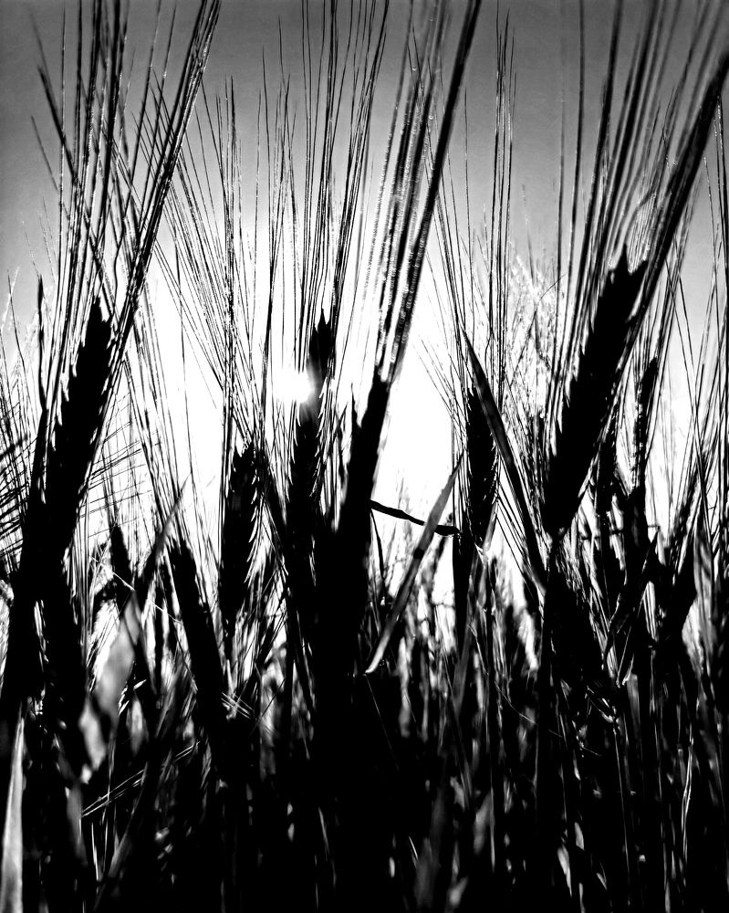 Photograph by Ольга