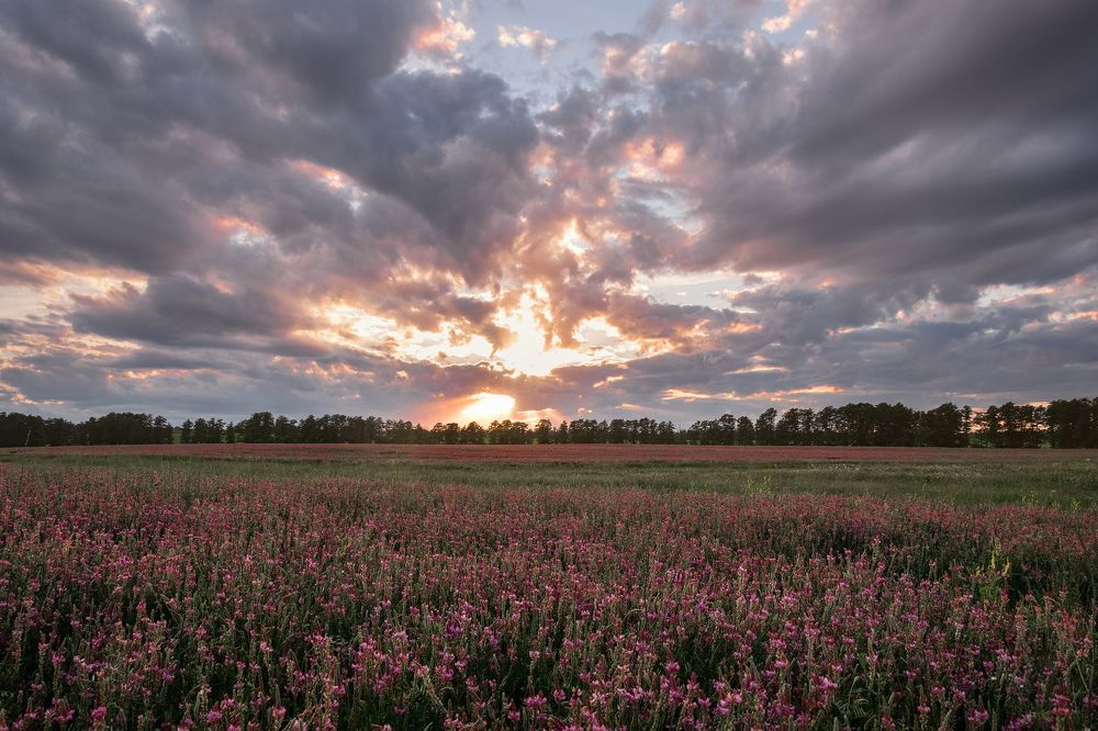 Когда иду полями...