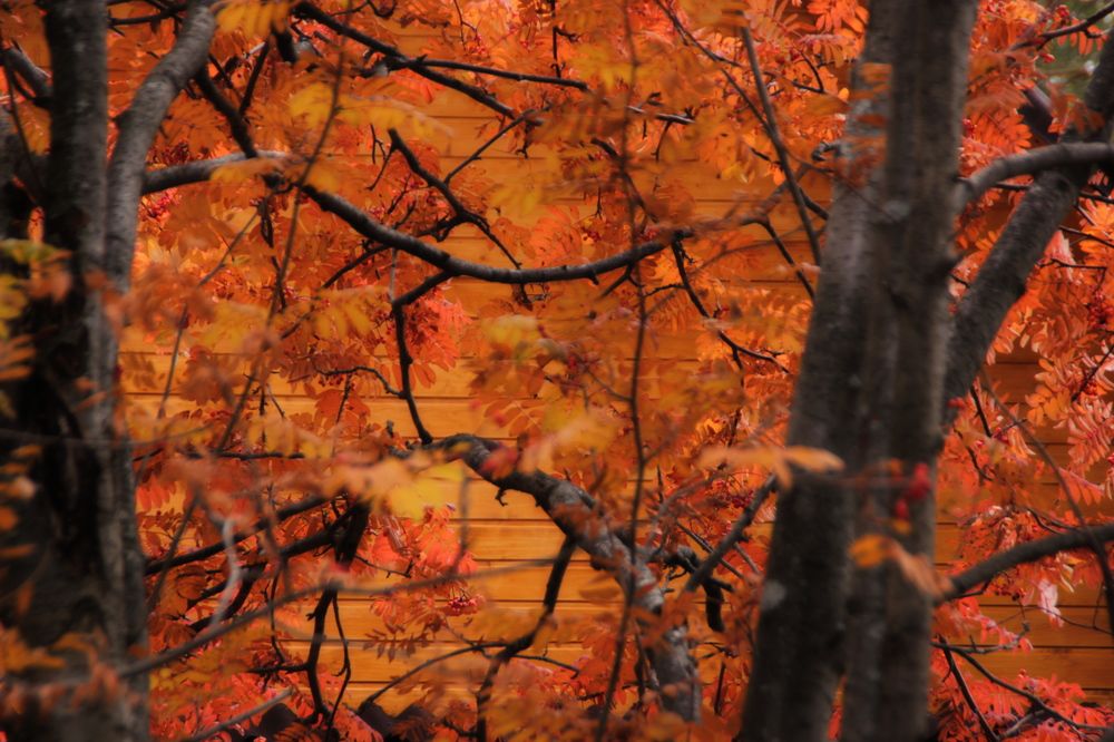 Огненная стена