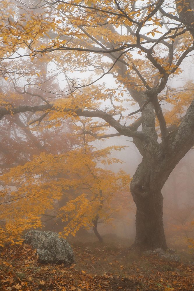 Туманная осень