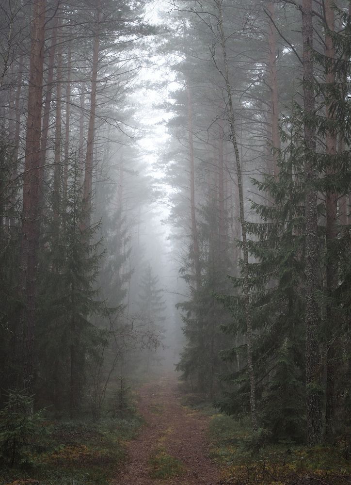 13.11.2021 fog near Narach lake