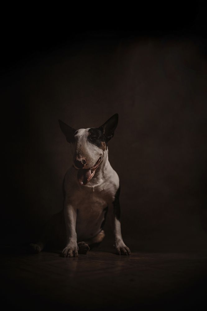 прекрасный бультерьер