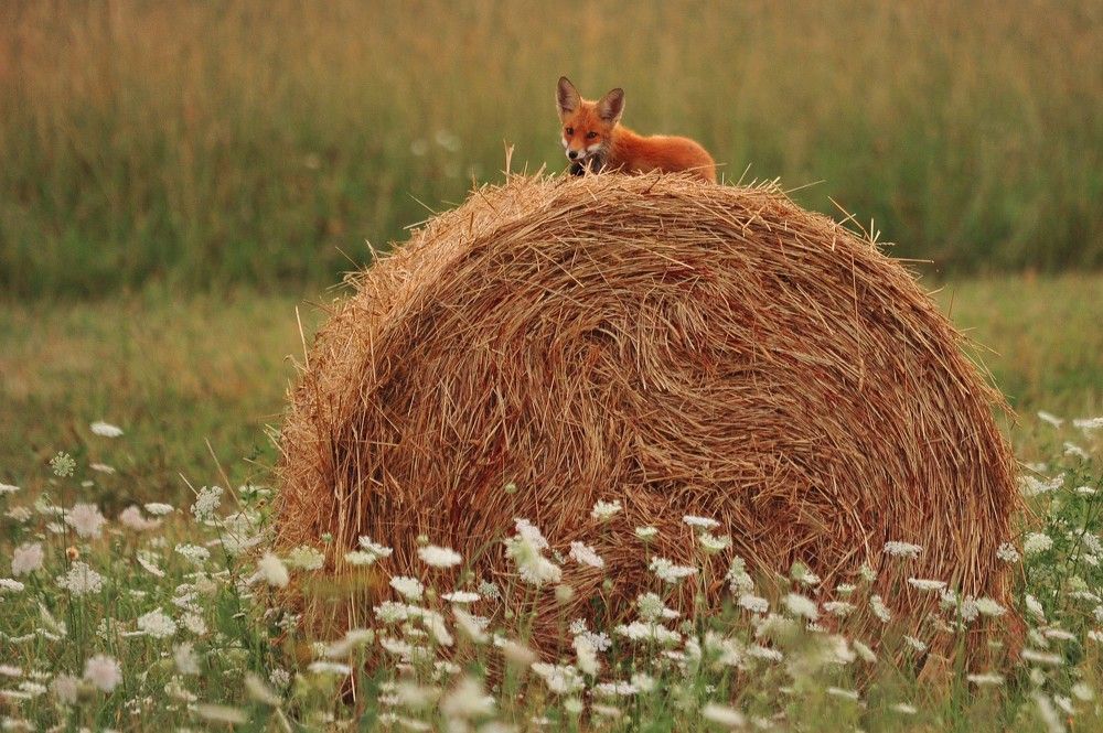 Высоко сижу и всё вижу.