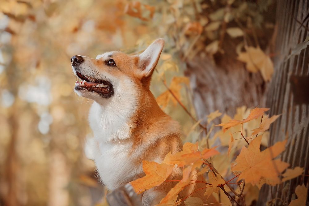 Корги и листва