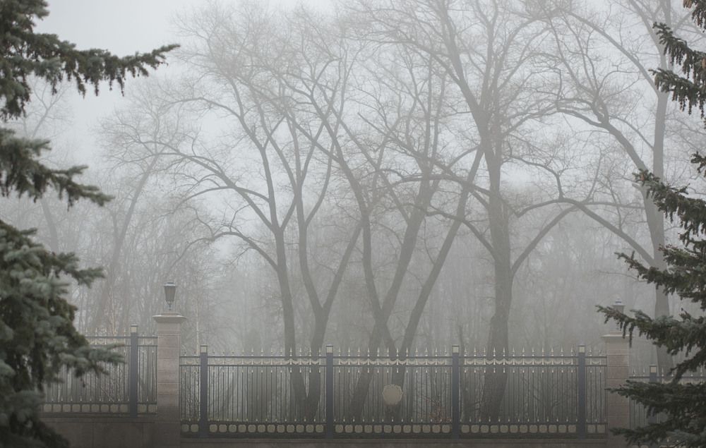 туман в парке