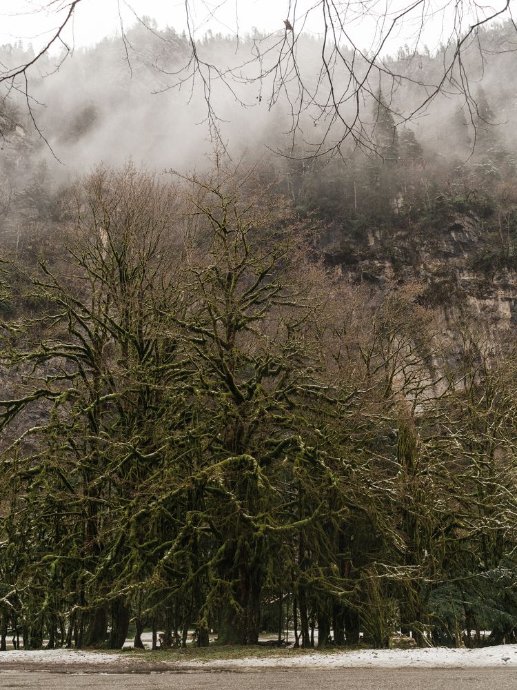 Самшитовый лес в тумане