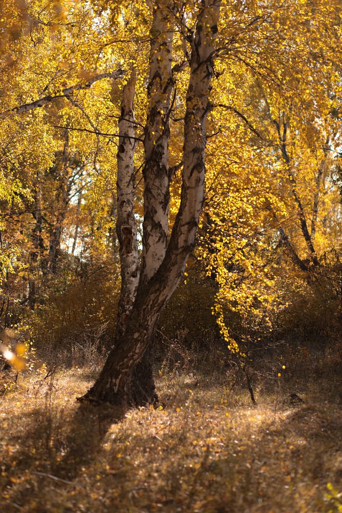 Photograph by Елена Курганская