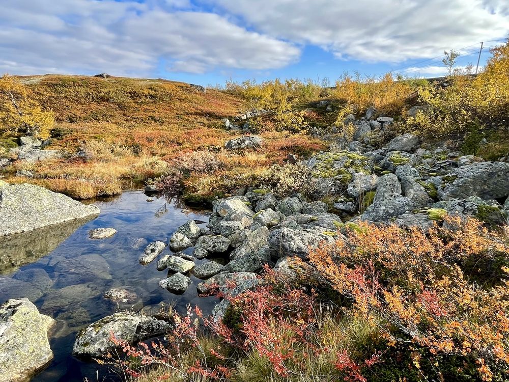 Фотография автора Юлия Шумейко