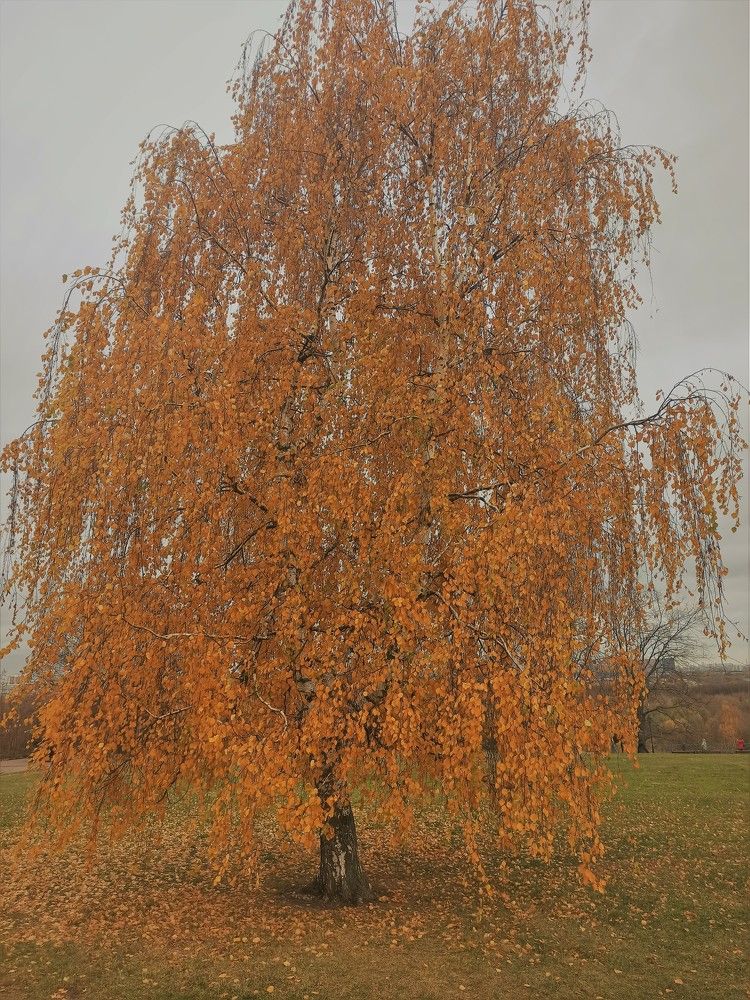 Photograph by Сергей Лобозов