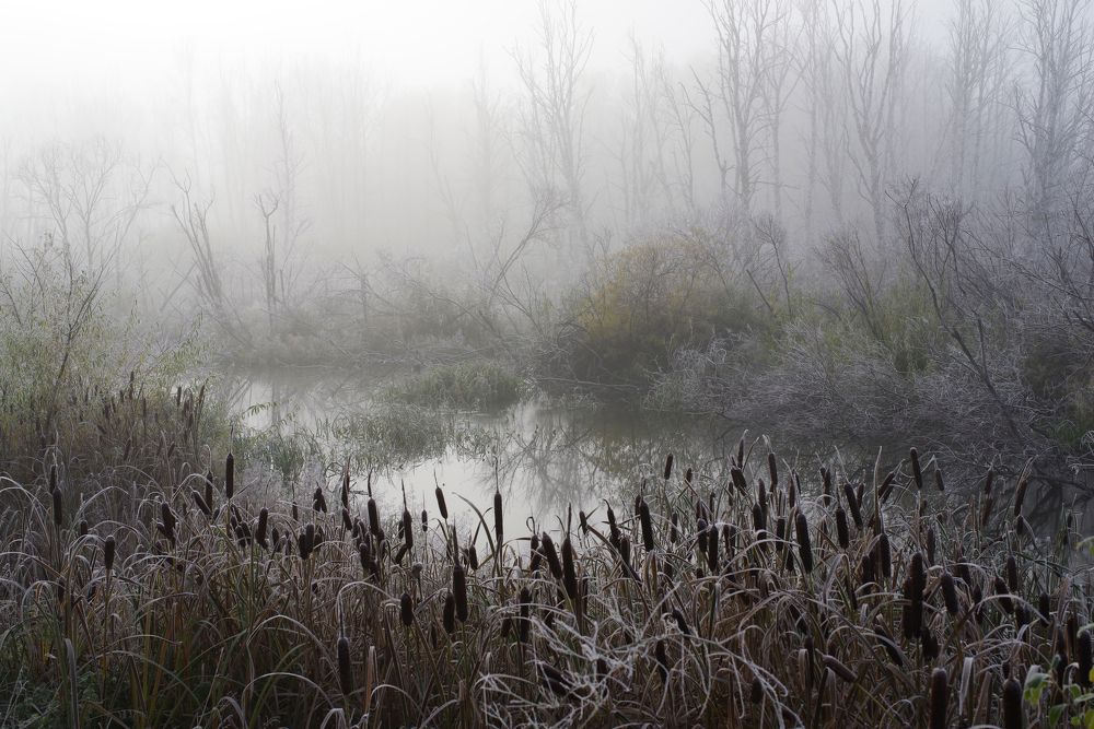 Морозная тишина болот