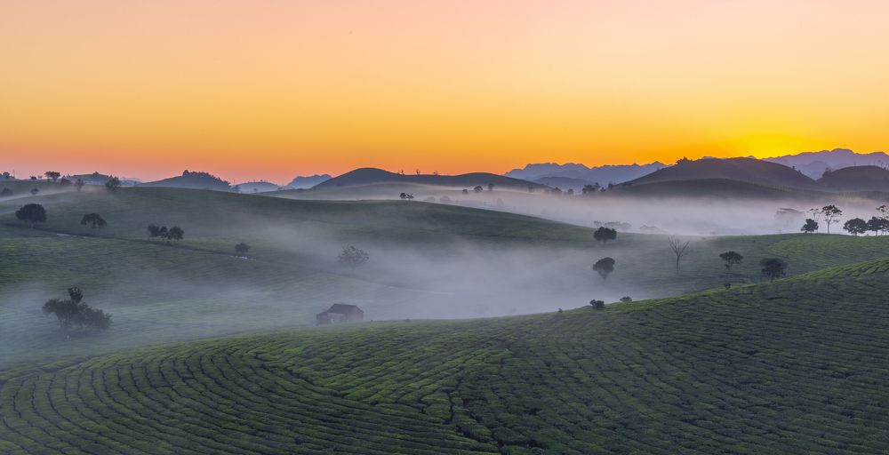 Sunrise on Moc Chau Plateau