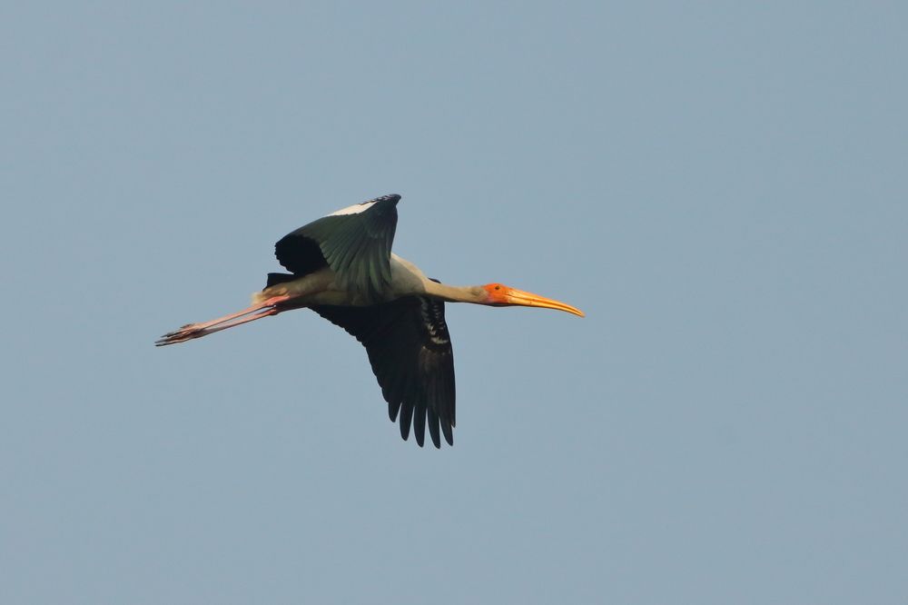 Фотография автора RODRICK RAJIVE LAL