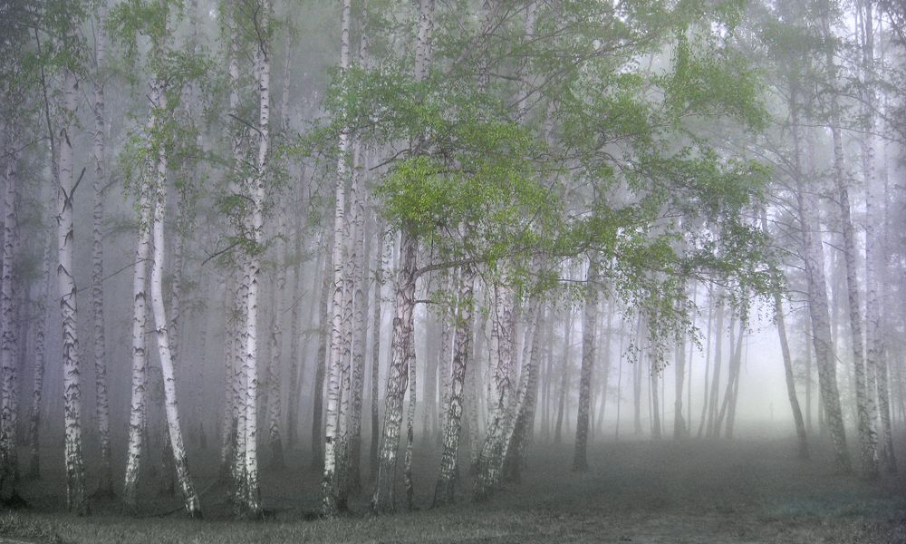 Раннее утро в Лесной сказке