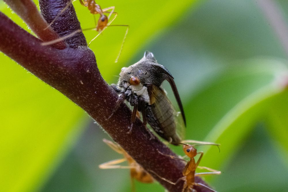 Photograph by Indika Liyanachchi