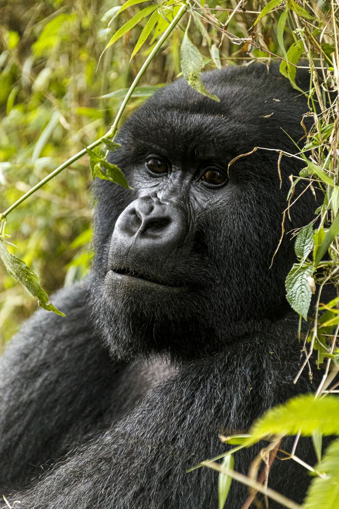 Природная мудрость