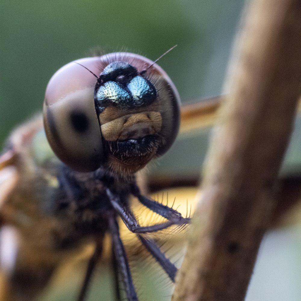 Photograph by Indika Liyanachchi