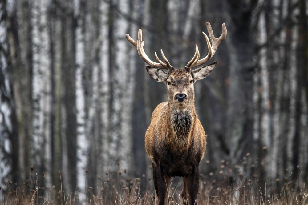 Photograph by Александр Клюйко