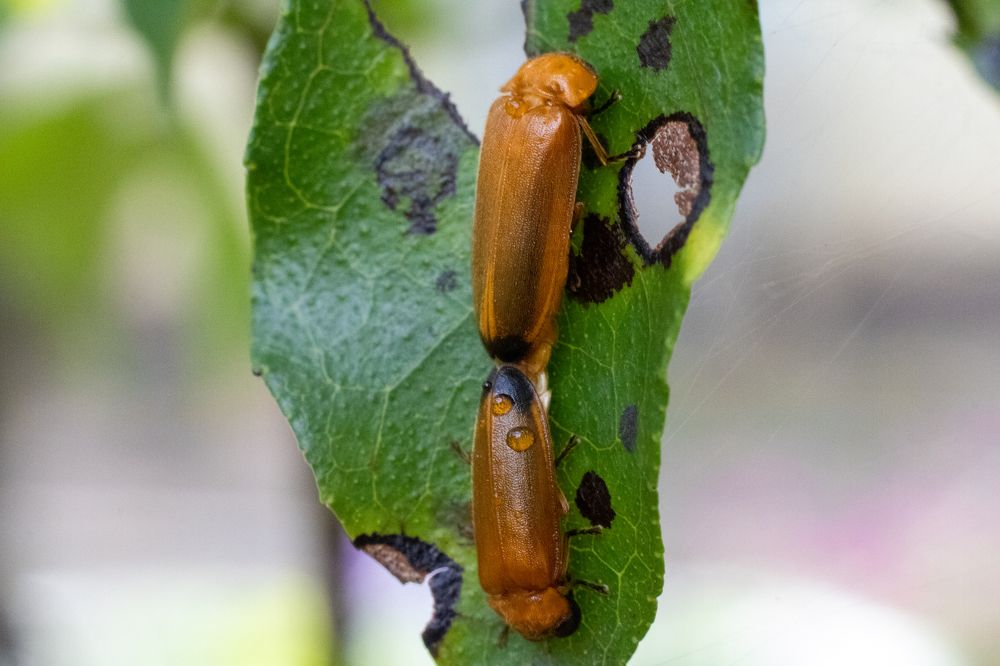 Photograph by Indika Liyanachchi