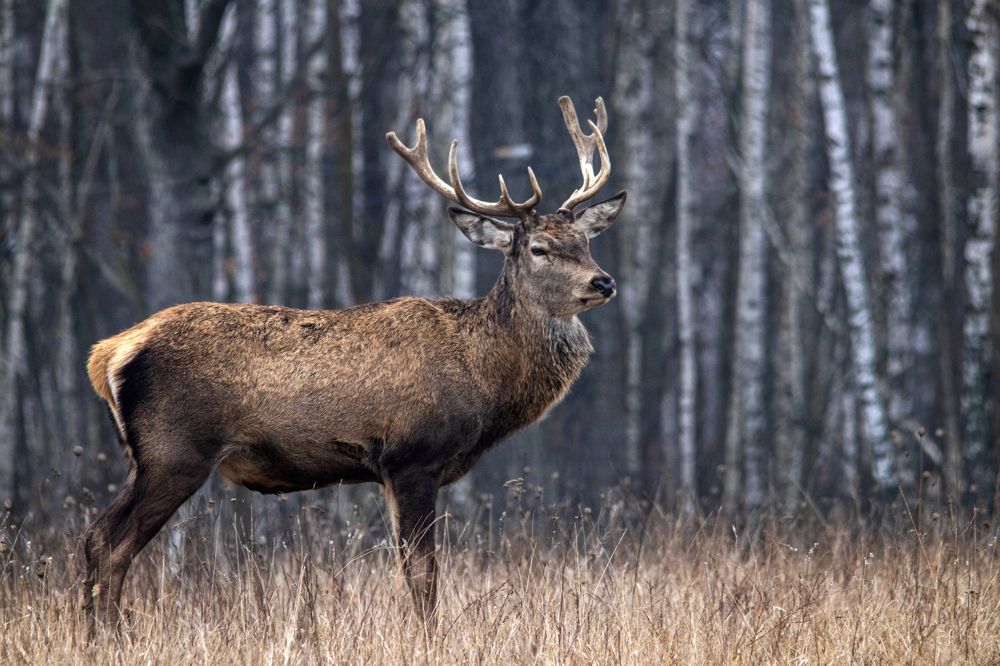 Photograph by Александр Клюйко