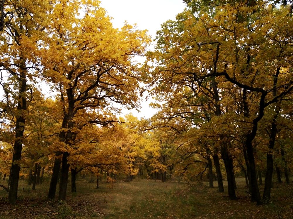 Фотография автора Наталья Алексеева