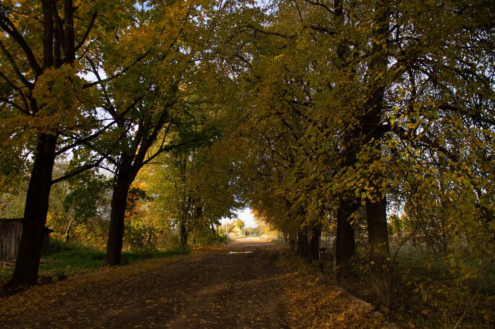 Золотая алея