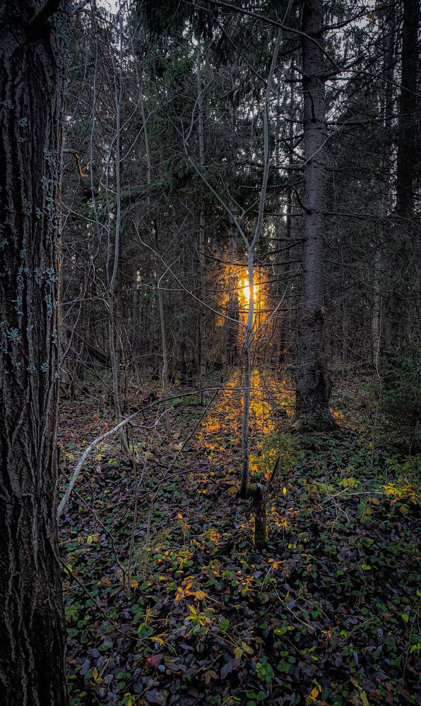 Photograph by Максим Комиссаров