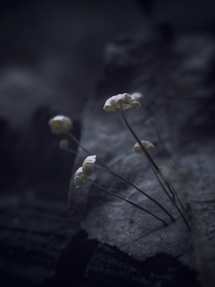 Макро-грибы