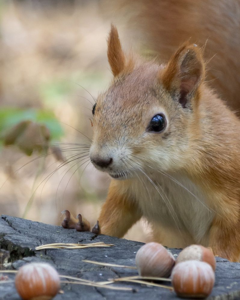 Photograph by Александр Затямин